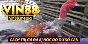 Cách trị gà đá bị hóc do dư số cân